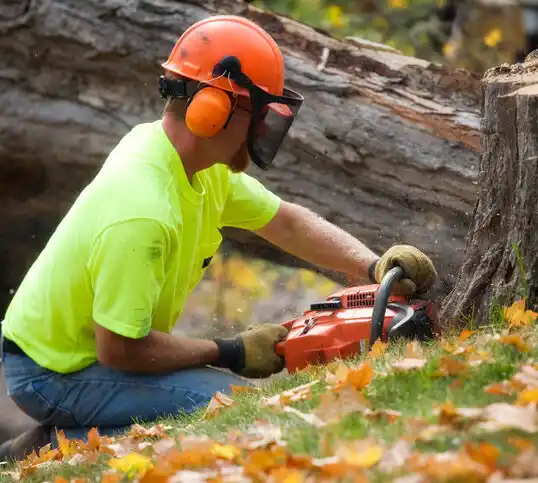 tree services Mayo